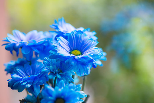 Fototapeta Tender fresh bouquet of blue painted chrysanthemums near window in daylight.