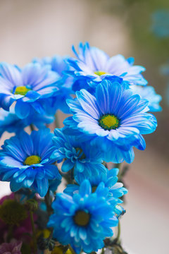 Fototapeta Tender fresh bouquet of blue painted chrysanthemums near window in daylight.
