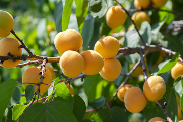 mature orange apricot fruits hanging on a tree branch, close-up