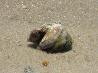 A stack or formation of multiple common slipper shells, also known as slipper limpets or...