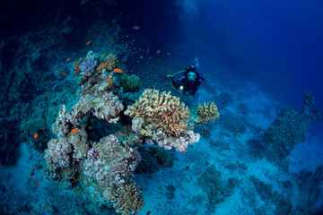 Fototapeta na wymiar Woman diver on the Abu Dabab 3 reef in the Red Sea, Egypt