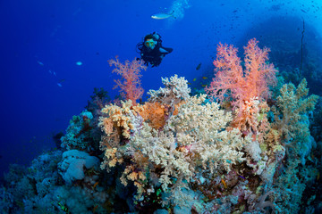 Fototapeta na wymiar Woman diver explores the colours on the reef at the Habil Jafar dive site in the Red Sea, Egypt