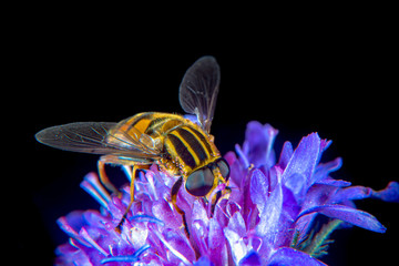Large Tiger Hoverfly