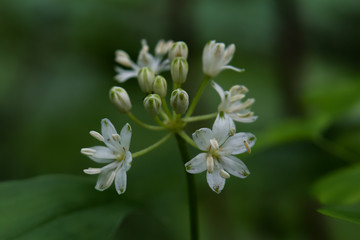 Speckled wood-lily wildflower close-up