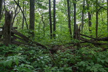 Cataloochee Divide Trail in Great Smoky Mountains National Park and primitive fence row in background