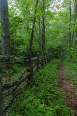 Fototapeta na wymiar Cataloochee Divide Trail in Great Smoky Mountains National Park and primitive fence row in background