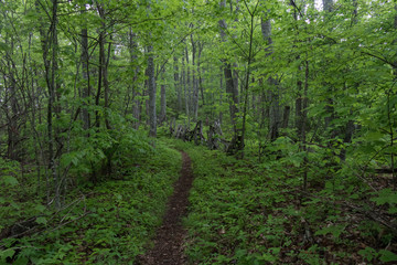 Fototapeta na wymiar Cataloochee Divide Trail in Great Smoky Mountains National Park