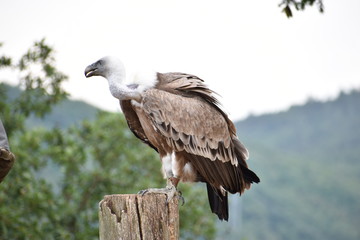 Closeup of a beautiful vulture sitting on a tree trunk in a park in Germany