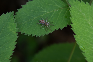 Small spider sitting on green leaf