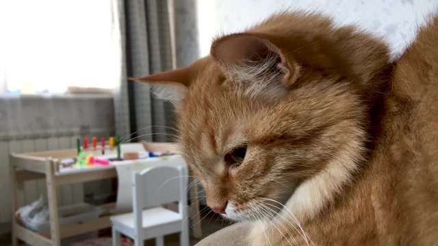 Close up footage of dozing cute ginger cat. Fluffy pet is going to sleep. Cozy home background with kid's toys and table.