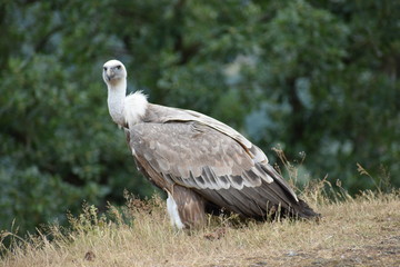Closeup of a beautiful vulture sitting on a meadow in a park in Germany