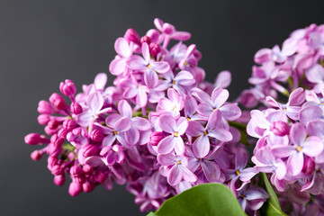 Fototapeta na wymiar Beautiful blossoming lilac on dark background. Spring flowers
