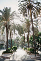 Fototapeta na wymiar Street with palm trees in Valencia