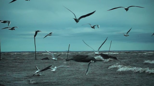 gulls fly over the sea in a strong wind in slow motion