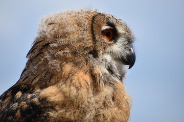 Portrait of an Eurasian Eagle Owl with orange eyes and a light blue background