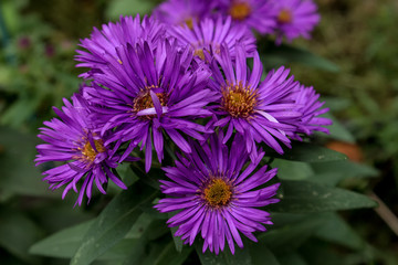 Obraz premium Violet Asters