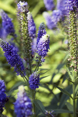 Fototapeta premium Speedwell (Veronica) Spikes