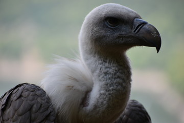 Portrait of a beautiful vulture with a blue background in a park in Germany