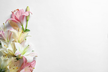 Composition with beautiful blooming lily flowers on white background