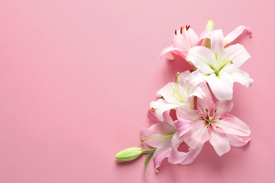 Fototapeta Flat lay composition with beautiful blooming lily flowers on color background