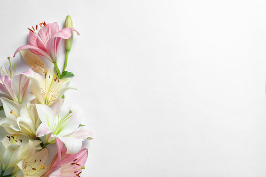 Fototapeta Composition with beautiful blooming lily flowers on white background