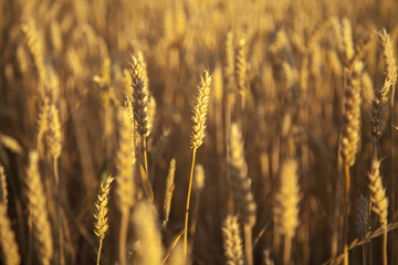Barley field background against blue sky and sunlight. Bottom view. Agriculture, agronomy, industry concept.