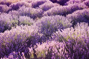 Fototapeta premium Beautiful blooming lavender in field on summer day
