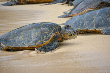 Turtle climbing up the beach to a resting group of sea turtles in Maui Hawaii