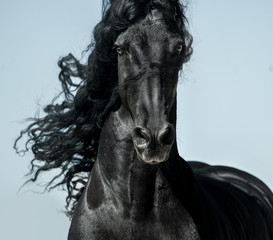 Black friesian horse with long mane face view closeup in movement - obrazy, fototapety, plakaty