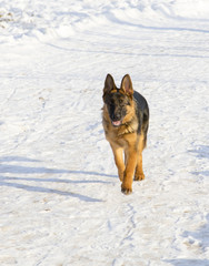 German shepherd in the winter park