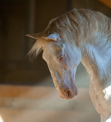 lusitano horse portrait iindoors