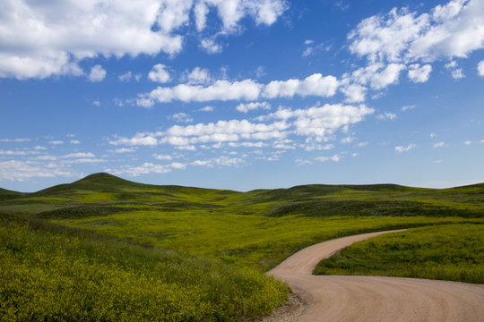 Green Rolling Hills in Custer State Park, South Dakota