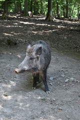 Closuep of a brown wild boar in a park in Germany