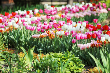 Fototapeta premium Beautiful blossoming tulips outdoors