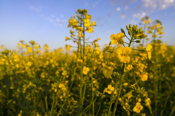 Obraz premium Canola Plantation