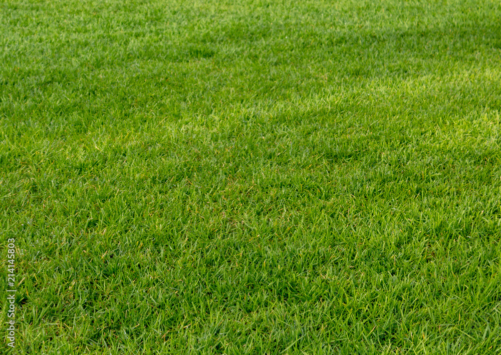 Wall mural green shaved manicured lawn