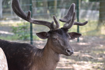 Fototapeta premium Portrait of a beautiful young stag on a meadow in a park in Germany
