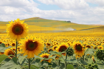 Fototapeta premium Huge sunflower plantation