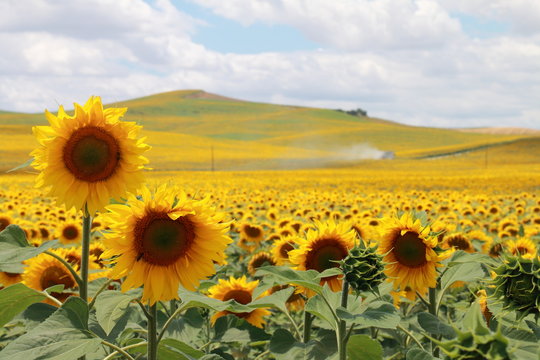 Huge sunflower plantation