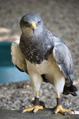 Portrait of a colorful aguja in Germany