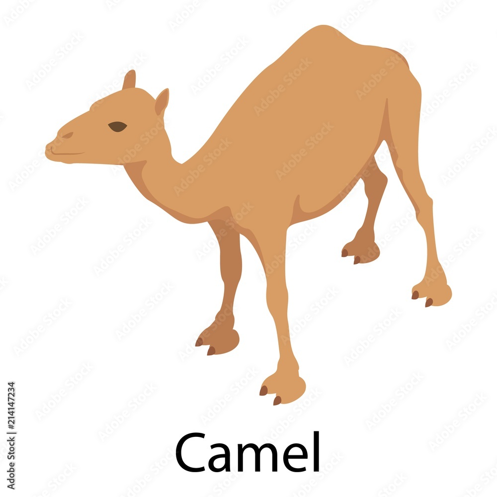 Poster camel icon. isometric of camel vector icon for web design isolated on white background