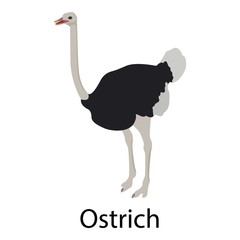 Ostrich icon. Isometric of ostrich vector icon for web design isolated on white background