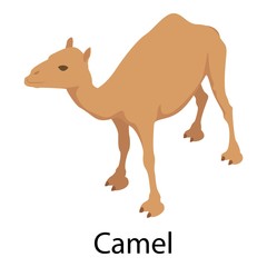 Camel icon. Isometric of camel vector icon for web design isolated on white background