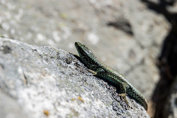 Lizzard on rocks
