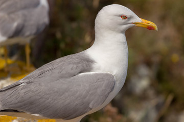 Seagull close up, in Cíes Islands