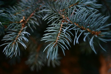 Naklejka na ściany i meble Russian blue spruce