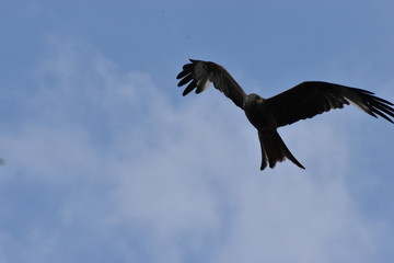 Closeup of a beautiful red kite flying with spread wings on a blue sky in Germany