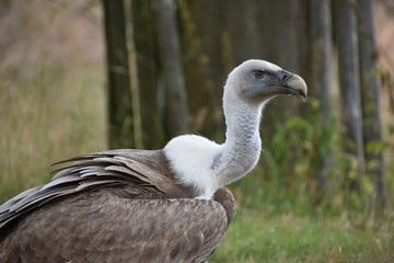 Closeup of a beautiful vulture sitting on a tree trunk in a park in Germany