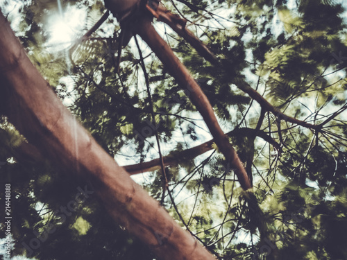 Spring Blurred Tree Abstract Motion Blur Effect Stock