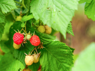 red raspberry on green branches